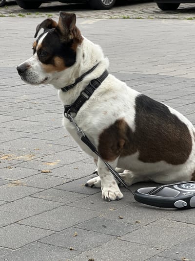 A medium-sized dog with a tri-color coat of white, brown, and black is sitting on a grey paver stone pathway. The dog is wearing a black collar with a reflective strip and a black leash that is attached to a grey and black retractable leash dispenser. The dispenser is lying on the ground next to the dog. The dog has floppy ears and is looking down and to the left. Its paws are white with some brown spots. The background is a paved area with some dirt and debris scattered on the stones. In the upper left corner, a portion of a dark car is visible. The image appears to be taken outdoors during the daytime, under natural light. The setting is a pedestrian area, possibly a sidewalk or park path. There is no visible text in the image. The overall mood is relaxed, with the dog appearing calm and stationary.