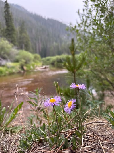 The image is a close-up, rotated photograph of wildflowers and a river in a natural setting. In the foreground, several small purple wildflowers with yellow centers are in sharp focus. They are growing among dry grass and green foliage. Behind the flowers, a shallow river with brown, murky water flows, reflecting the green trees on the opposite bank. The background is a blur of green trees and a hazy sky, suggesting a wooded area. The overall impression is one of a serene, natural landscape, likely in a mountainous or forested region. The lighting appears soft, indicating it could be early morning or late afternoon, or a cloudy day. No people or text are visible in the image. The location context of Saint Elmo, United States, suggests a potentially mountainous or wilderness area.
