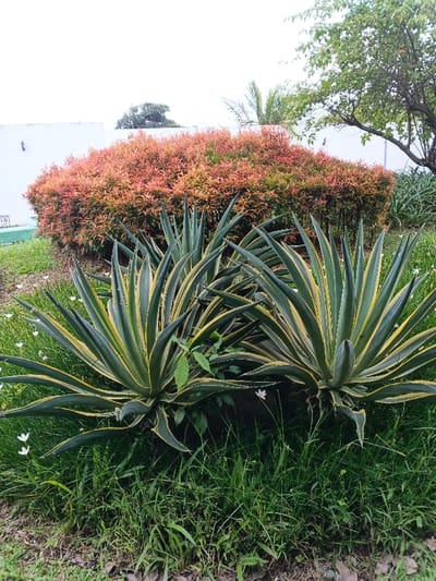 The scene features lush vegetation. Two large, symmetrical agave plants with green and yellow striped leaves dominate the foreground. Behind them, a dense shrub with vibrant red and orange foliage adds a splash of color. Tall green grass and scattered white flowers fill the space around the agave. A white wall and trees are in the background, completing the outdoor setting.