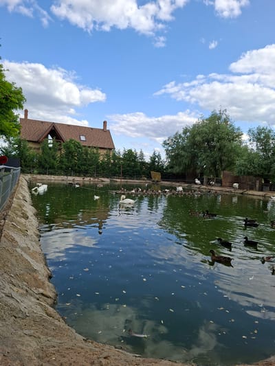 The image shows a pond with several ducks and swans swimming in it. There are trees and a building in the background. The sky is blue with some white clouds. The building appears to be a house with a brown roof and a red brick chimney. The pond is surrounded by a stone wall. The water in the pond is green and reflects the sky and the trees. There are also some leaves floating on the surface of the water. The scene appears to be a peaceful and tranquil environment, possibly a park or a wildlife sanctuary. The location is identified as being in the city of Bardar, Moldova.