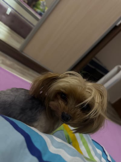 A close-up, low-angle, indoor shot features a Yorkshire Terrier with its head tilted and long, blonde hair falling over its face. The dog is lying on a bed with striped blue and white bedding in the foreground and a pink surface in the background. The dog's body appears to be dark grey, suggesting a shaved lower portion of its fur. The background shows a reflection in what appears to be a closet door or mirror, with indistinct shapes and colors. There is no indication of the location being in Batovo, Bulgaria.