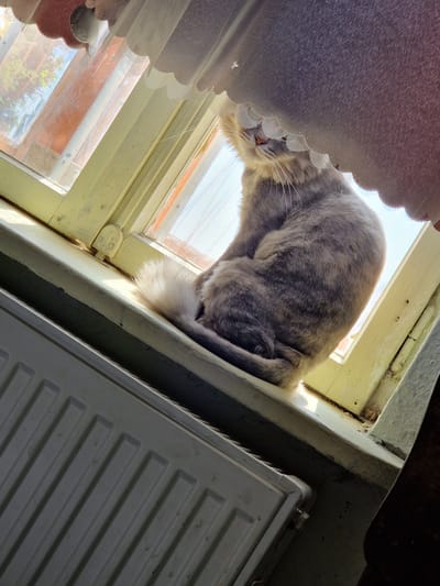 The image shows a fluffy gray cat curled up on a windowsill in Raduvene, Bulgaria. The cat is positioned on the right side of the frame, looking upwards and to the left. Its fur is light gray with darker tabby markings. The cat's tail is wrapped around its body, with a fluffy tip visible. The windowsill is painted a pale yellow and appears to be made of wood. To the left of the windowsill is a white radiator with horizontal fins. In the background, a window with sheer curtains is visible, allowing sunlight to stream in. Through the window, parts of trees and the sky can be seen. The curtains are torn in places, with a pinkish-brown colored fabric on the top right corner. The scene suggests a domestic indoor setting, likely a home in Raduvene, Bulgaria.