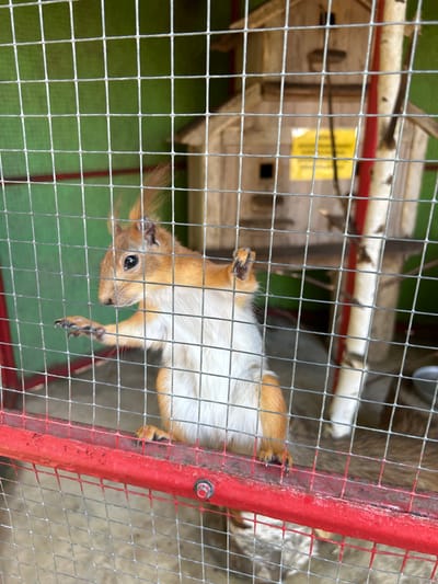 A medium shot captures a squirrel in an outdoor enclosure, behind a metal grid. The squirrel, with reddish-brown fur and a white chest, is positioned in the center of the frame, facing left with its head turned towards the viewer. Its right paw is extended and rests on a horizontal red bar that runs across the lower portion of the enclosure. Behind the squirrel, a wooden structure, possibly a birdhouse or shelter, is visible, with a yellow sign attached to it. A birch tree trunk is also present to the right of the wooden structure. The enclosure has a green background and a sandy or dusty floor. The image appears to be taken in Medvedevo Urban Settlement, Russia, likely at a zoo or animal park.