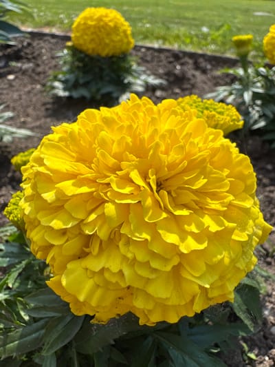 A close-up shot focuses on a vibrant yellow marigold flower in the foreground. The flower is fully bloomed, with many layered petals creating a fluffy appearance. Behind it, other marigolds and green foliage are visible, slightly out of focus. The background consists of dark soil and a blurred green lawn, suggesting an outdoor garden setting. The image does not depict any specific location within the city of Chudovo, Russia, nor does it show any people or actions.
