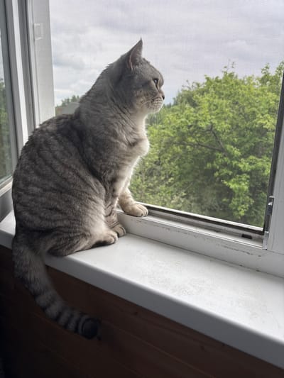 A grey tabby cat sits on a white windowsill, looking out a window with a screen. The cat is facing right in profile, with its body angled towards the left. Outside the window, green trees are visible against a cloudy sky. The windowsill is dirty and shows signs of wear. Below the windowsill, a dark wooden wall is visible. The scene appears to be an interior view from an apartment or house.