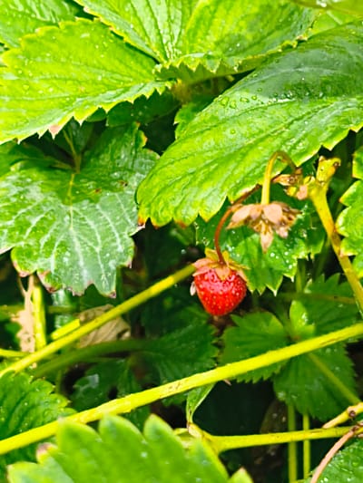 The image is a close-up, eye-level shot of a strawberry plant with a single ripe strawberry and a wilting flower. The strawberry is bright red and positioned on the left side of the frame, hanging from its stem. Above and to its right is a dried, brown flower with visible petals. The plant is surrounded by lush green leaves, many of which are wet, suggesting recent rain or dew. The leaves have serrated edges and a textured surface with visible veins. Green stems and branches are also present throughout the frame, some appearing thicker than others. The background is a blur of green foliage. The scene depicts a natural, outdoor environment, likely a garden or field, with no human presence or urban structures visible. The specific location in the city of Қосшы, Kazakhstan is not ascertainable from the visual information provided in the image.