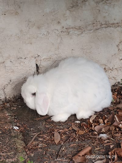 A white lop-eared rabbit is resting on the ground near a rough, textured wall. The ground is covered with dry leaves and debris. The rabbit is positioned on the right side of the frame, with its head turned to the left, showing its eye and long whiskers. Its ears are flopped down, characteristic of the lop-eared breed. The wall behind the rabbit appears to be made of concrete or stucco, with visible imperfections and darker markings. The lighting suggests it is daytime, casting subtle shadows. The scene is outdoors, likely in a garden or yard area. A date and time stamp, "08/07/2026 19:29", is visible in the bottom right corner of the image. There are no people or other animals present in the frame. There is no information in the image that indicates the location as Eastbourne, United Kingdom.