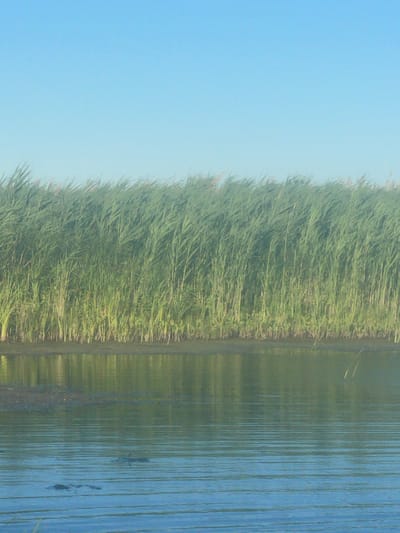 This media file depicts a serene natural scene along a body of water, likely a river or lake, with tall green reeds or grass lining the bank. The image is oriented vertically, with the sky occupying the left portion and the water and reeds filling the right.

The sky is a clear, pale blue, suggesting a bright, possibly daytime setting. The reeds form a dense, verdant wall along the transition between land and water, their slender blades creating a textured, almost feathery appearance. The water's surface is calm, reflecting the reeds and the sky in a muted, greenish-blue hue. Subtle ripples and vertical lines on the water indicate gentle movement or the play of light.

A notable detail within the water is the presence of what appears to be a crocodile or alligator, partially submerged and swimming. Its dark silhouette is clearly visible against the lighter water, with a subtle reflection trailing behind it. Another, fainter silhouette is visible slightly above and to the left of the first, potentially another individual or a part of the same creature.

The overall mood of the image is tranquil and peaceful, highlighting the natural beauty of the wetland environment. The time of day appears to be daytime, given the bright sky. While no specific location cues are immediately apparent within the image itself beyond a general wetland setting, the provided location context of Kozelshchyna, Ukraine, suggests this scene is situated in that region. There is no visible text in the media file.