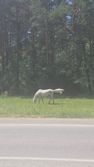 A lone white horse grazes in a grassy field next to a paved road. The field is bordered by a dense forest of tall pine trees. The sky above is clear and blue. The horse is facing left and appears to be eating grass. There is a marking on the horse's flank, possibly numbers or a brand. The road in the foreground is gray asphalt with a white line marking the edge. The overall scene is natural and serene, suggesting a rural or semi-rural location.