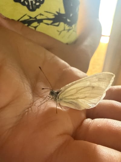 A close-up, eye-level shot captures a small, pale yellow butterfly with intricate dark veins resting on the palm of a person's hand. The butterfly's delicate wings are partially open, revealing their translucent nature. Its antennae are long and slender, extending upwards. The hand, tanned and textured with visible fingerprints, cradles the insect gently. In the background, a blurry yellow fabric with a black graphic design is visible, along with the soft glow of sunlight filtering in from the right side, suggesting an indoor or shaded outdoor environment. The scene appears to be located in Baryshevo, Russia.