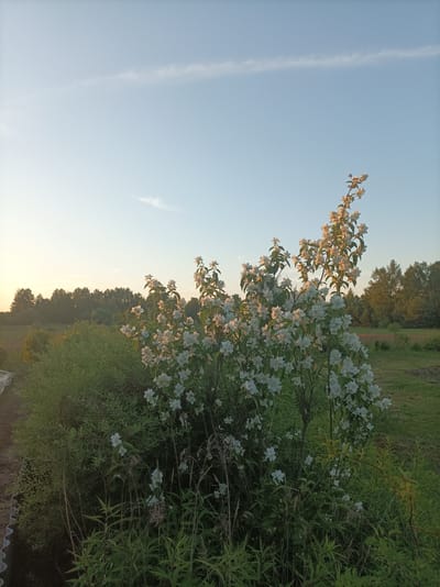 This is a medium-shot, eye-level, outdoor, natural light photograph taken at sunset in the Sharpiłauski sel'ski saves, Belarus. The foreground is dominated by a lush green bush with numerous small white flowers, likely jasmine. The bush is full and sprawling, with some of its branches reaching upwards. Behind the flowering bush, a dense line of trees forms a dark green border against the horizon. The sky is a soft blue with a faint wisp of cloud stretching horizontally across the upper half of the frame. The lighting suggests the sun is low, casting a warm glow on the scene, particularly on the flowers and the sky near the horizon. The ground appears to be a mix of grass and soil. There are no people or animals visible in the image. The overall impression is one of a tranquil, natural landscape during twilight.