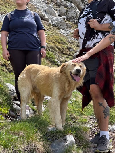 In Jošanica, Montenegro, a light-colored, medium-haired dog stands on a rocky, grassy slope, its mouth open and tongue out in a happy expression. The dog is being petted by a person whose hand is visible on its head. Another person stands to the left, and a third person is partially visible on the right, wearing a red and black plaid shirt draped over their shoulders. The background consists of rocky terrain and vegetation, characteristic of a mountain environment.