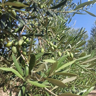 The image displays a close-up view of an olive tree branch laden with green olives, set against a clear blue sky. The leaves are a vibrant green, and the olives appear to be in an early stage of development. The branch itself is woody and brown, with smaller twigs branching off. The background shows more olive trees, suggesting an orchard. The lighting indicates it is daytime, likely sunny. A timestamp in the lower right corner reads "10.07.2026 08:55". The scene is located in Terlizzi, Italy, a region known for its olive cultivation. No people or actions are depicted.