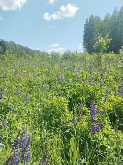 In Nekrasovo, Russia, a close-up, eye-level, outdoor, daytime shot captures a field teeming with vibrant purple lupine flowers and lush green foliage. The flowers stand tall, their spiky blooms a striking contrast against the backdrop of softer greenery. In the distance, a dense forest line meets a bright blue sky dotted with fluffy white clouds. The overall impression is one of natural beauty and tranquility, with the focus on the abundant wildflowers in the foreground.