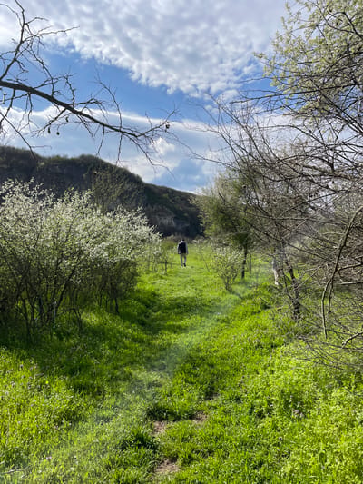 A person walks along a grassy path, flanked by trees and foliage, towards the base of a cliff face. The location is Barkach, Bulgaria. The sky is visible above, with white clouds against a blue background. Trees with bare branches are in the foreground, along with a tree in bloom. The grass appears lush and green, indicating springtime. The person is wearing dark clothing.