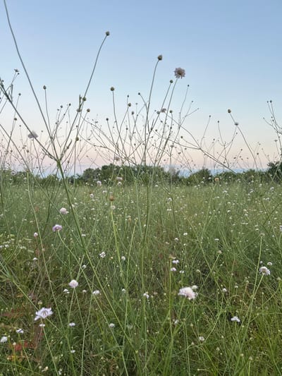 The image depicts a low-angle view of a meadow filled with numerous thin, green stems topped with small, light-colored flowers and buds. The flowers appear to be primarily white and pale purple, with some closed buds scattered throughout. The foreground is dominated by these slender stems, creating a dense, somewhat abstract pattern against the background. In the distance, a line of trees forms a dark green horizon beneath a pale sky transitioning from a soft pink near the horizon to a light blue overhead. The scene is devoid of any people or animals. The overall impression is of a natural, uncultivated landscape. This image was taken in Dzherokai, Russia.