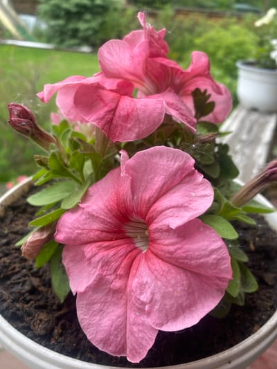 The image shows a close-up of several pink petunias blooming in a white pot. The flowers are vibrant and detailed, with visible veins and soft edges. Some buds are also present, suggesting ongoing blooming. The pot is filled with dark soil, and green leaves surround the flowers. In the background, there is a blurred view of green foliage, indicating an outdoor setting, likely a garden or balcony. A wooden surface and a hint of a white pot are also visible, further suggesting an outdoor, possibly urban, environment. The overall scene is natural and serene, focusing on the beauty of the flowers. There is no indication of the specific location within the city of Taltsy, Irkutsk Oblast, Russia, beyond it being an outdoor setting suitable for gardening.
