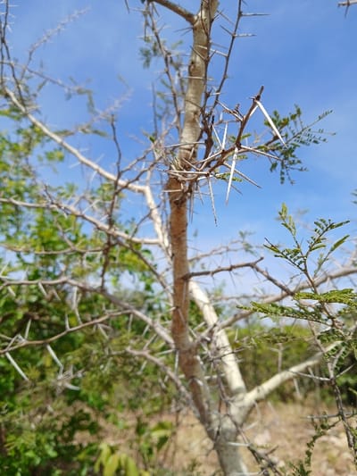 The image displays a thorny tree or large shrub in Mista Ali, Nigeria, under a clear blue sky. The central plant features a light tan main trunk and numerous branches, which are densely covered with prominent, sharp, white-colored thorns, approximately 2-5 cm in length. Sparse clusters of small green leaves are visible on some branches. The background consists of blurred green vegetation and patches of dry, light brown ground, indicating an uncultivated outdoor environment illuminated by bright daylight. No individuals or objects manufactured by humans are present in the scene.