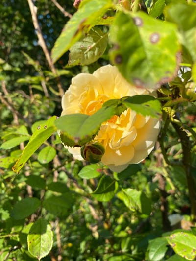 A close-up, high-angle shot focuses on a yellow rose bloom, partially obscured by green leaves. The rose appears to be in full bloom, with delicate petals arranged in a spiral pattern. Below the bloom, a rose bud, still closed, is visible, its outer sepals tinged with red. The leaves surrounding the flower are a vibrant green, though some exhibit small, circular brown spots, suggesting potential disease or pest damage. The background consists of blurred green foliage and branches, with hints of sunlight dappling through. The overall scene is natural and appears to be outdoors. The image does not depict any individuals or specific urban features that would allow for definitive identification of its location within Liuboml, Ukraine.