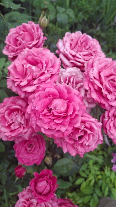 This is a close-up, top-down shot of a cluster of vibrant pink roses. The roses are fully bloomed, with numerous delicate petals creating a layered effect. Many of the petals are adorned with small water droplets, suggesting recent rain or dew. The flowers are the primary subjects, filling the majority of the frame.
Behind the roses, blurred green foliage is visible, providing a natural backdrop. A few small, unopened rose buds can also be seen interspersed among the blooming flowers, indicating a garden setting. The lighting suggests it is daytime, possibly after a rain shower, given the presence of water droplets on the petals. The overall impression is one of natural beauty and the freshness of a garden in bloom. There is no visible text in the image. The location context provided is Gazalkent, Uzbekistan, which implies this is an outdoor scene likely in a garden or park in that region.