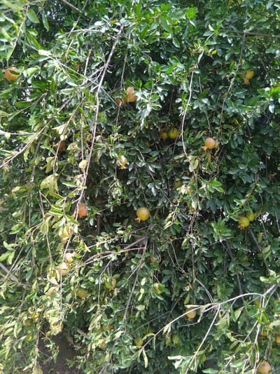 An outdoor, waist-up, eye-level, medium shot captures a dense pomegranate tree laden with fruit and foliage, set against a bright, overcast sky. The tree's branches, some thin and light brown, others thicker and darker, are draped with numerous green leaves, interspersed with small, light green to yellowish-orange pomegranates. Several of the fruits are partially obscured by leaves, while others are clearly visible. The tree is located in Chhina Uttar, Pakistan.