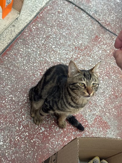 A tabby cat sits on a mottled red and white speckled ground. The cat is looking to the right with its ears perked. A black cable runs diagonally across the ground behind the cat. A human hand with fingers extended is visible in the upper right corner, reaching towards the cat. In the lower right corner, a cardboard box is visible. In the upper left corner, an orange object with a QR code is partially visible, attached to a grey concrete surface. The scene appears to be outdoors.