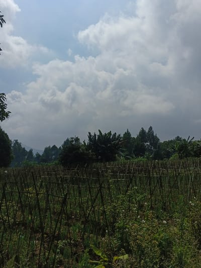 The image presents a rural agricultural scene in Kolwara, Papua New Guinea, under a bright, partly cloudy sky. The foreground features a cultivated field filled with numerous trellises, constructed from bamboo or wooden poles arranged in a repeating crisscross pattern, likely to support climbing crops. Green vegetation, including what appear to be young plants and some wilder growth, covers the ground between these structures.

In the midground, a dense band of varied trees forms a natural backdrop to the field. This includes several tall, dark green trees, possibly pines, interspersed with tropical foliage, most notably large-leaved banana plants. The distant background reveals the subtle, hazy outline of mountains or large hills, partially obscured by atmospheric conditions or cloud cover.

The sky above is filled with soft, white and grey cumulus clouds, with patches of blue sky visible, indicating daytime, likely late morning or early afternoon. The lighting suggests that the sun is breaking through the clouds. There are no people visible, and no specific activity is taking place, but the organized trellises imply active farming. The scene conveys a sense of peaceful agricultural productivity set within a lush, natural environment. No text is visible in the image.