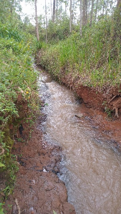 This image captures a narrow, flowing stream within Rigoma ward, Kenya. The stream's water is a muddy, light brown color, exhibiting noticeable surface agitation and reflections indicating current flow from the background to the foreground. The stream is flanked by steep, vegetated banks. The left bank consists of dark brown earth and exposed roots, partially covered by various green leafy plants and grasses. The right bank is reddish-brown soil, densely overgrown with green grass and shrubs, also showing exposed root systems at the waterline. Beyond the immediate banks, the background reveals a dense growth of green foliage and several slender, light-barked tree trunks, suggesting a wooded or forested environment. No individuals, animals, or man-made objects are visible in the scene.