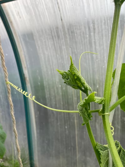 The image shows a close-up of a young plant, possibly a cucumber plant, growing inside a greenhouse. The plant has a thick, fuzzy green stem and several developing leaves. A slender, coiled tendril extends from the stem and wraps around a thicker, rougher, beige rope that is hanging vertically. Another tendril extends from the plant and curves upwards. The background is a blurred, translucent, ribbed material, characteristic of greenhouse covering, with water droplets visible on its surface. The overall environment appears humid and suggests a controlled growing setting, likely a domestic or small-scale agricultural setting within a greenhouse. There are no people or animals visible in the image.