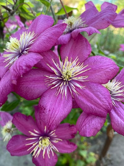 This is a close-up, eye-level, outdoor, natural light photograph of several vibrant magenta clematis flowers in bloom. The flowers have prominent yellow stamens at their centers, surrounded by delicate, pointed petals. The background is a blur of green foliage and hints of a muted, earthy tone, suggesting a garden setting. The image does not contain any people, actions, or specific details that would allow for an identification of its location within the city of Ventsy, Russia.