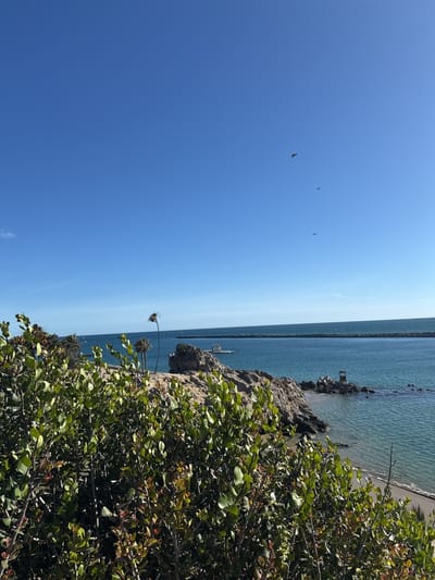 The photograph presents a scenic view of the coast in Newport Beach, United States. In the foreground, dense green bushes fill the lower portion of the frame. Beyond the foliage, a rocky outcrop extends into the turquoise ocean, and the blue sky is clear and bright, with several birds visible in the distance. The composition suggests a tranquil coastal environment.