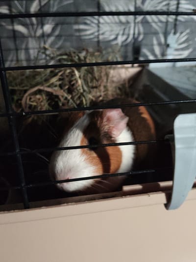A guinea pig is shown in a cage with hay. The cage is made of black metal bars and a tan base. The guinea pig has brown, white, and orange fur. The background of the cage appears to be a gray fabric with a leaf pattern. There is also a blue water bottle holder attached to the side of the cage. The image appears to be taken indoors, likely in a home environment. The location is not discernible from the image itself.