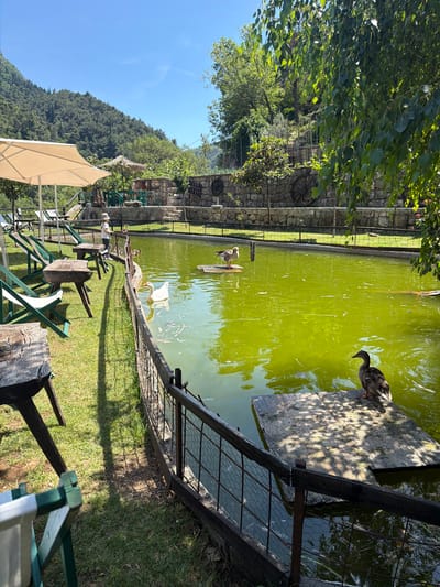 The image shows a tranquil pond located at the Kletište izletište-Ribnjak, in Krapina, Montenegro. The pond's water has a greenish tint. Several ducks and at least one swan are visible in and around the pond. A wooden platform extends into the pond, where one duck is standing. A rustic stone wall and a weathered wooden fence border the pond. In the foreground, there is a grassy area with wooden benches and lawn chairs under a beige sun umbrella. A mountain covered with trees and vegetation rises in the background. The sky is clear and blue.