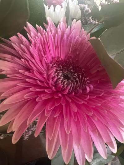 A close-up, overhead shot captures a vibrant pink Gerbera daisy, its petals radiating outwards from a dark, intricate center. The flower is part of a bouquet, with glimpses of white flowers and greenery in the blurred background. The lighting suggests an indoor setting, with a soft, diffused illumination highlighting the texture and delicate color variations of the petals, from deep fuchsia at the center to a lighter pink towards the tips. The overall impression is one of natural beauty and softness. There is no information about the location in Hof HaCarmel Regional Council, Israel.