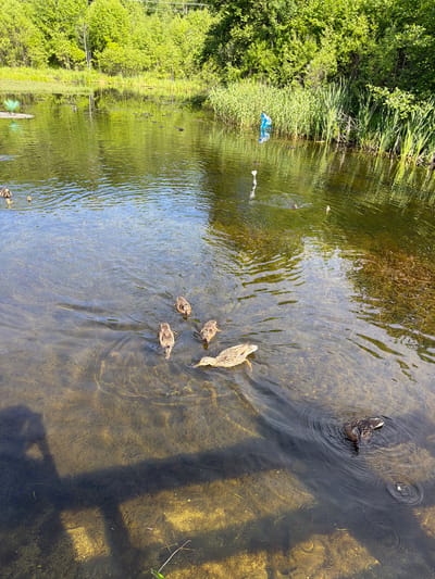 A flock of ducks, including one adult and four ducklings, are swimming in a body of water surrounded by lush green trees and reeds. The water is clear, revealing the sandy bottom with aquatic vegetation. In the background, a blue figure, possibly a scarecrow or a person in a blue garment, stands near the reeds. The scene is illuminated by sunlight, creating reflections on the water's surface. A shadow of a fence or railing is visible in the foreground. The image appears to be taken on a sunny day in an outdoor natural setting, possibly a pond or a lake.