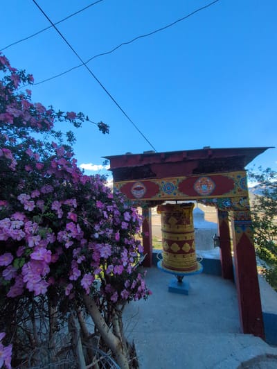 This image depicts a prayer wheel in Yulang, India, set against a backdrop of a clear blue sky and distant mountains. In the foreground, a vibrant bush with numerous small pink flowers occupies the left side of the frame, with its branches extending upwards and towards the right. Behind the flowers, a prayer wheel structure is visible. This structure is adorned with intricate red, yellow, and blue patterns, featuring circular motifs. The prayer wheel itself is cylindrical, predominantly red and gold, and rests on a blue base. The scene is illuminated by natural light, suggesting it was taken during the daytime. Power lines are visible in the upper portion of the image, crossing the sky. The ground appears to be paved or made of concrete.