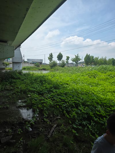 The image depicts a scene beneath an overpass in Anseong-si, South Korea. A vast expanse of lush green vegetation dominates the foreground, with a shallow body of murky water or mud visible on the left. In the background, a river or stream flows gently, bordered by more vegetation and trees. Further in the distance, a building with the sign "K MOTORS" is visible, suggesting a commercial area adjacent to the natural landscape. Power lines crisscross the bright blue sky, punctuated by scattered white clouds. A portion of a young boy's head and shoulder, wearing a light blue shirt, is visible in the lower right corner of the frame, indicating his presence at the scene. The overall impression is one of a transitional space between urban development and nature.