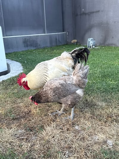 This is an image of two chickens outdoors, in what appears to be a yard in Grenay, France. One chicken is predominantly white with a red comb and wattles, and a black tail. It is facing downwards, pecking at the ground. The other chicken is a mix of grey and black feathers, also facing downwards. Both birds are standing on a patch of dry, brown grass, with some green grass visible in the background. A dark grey, modern-style building with white trim is partially visible on the left side of the frame. There is a light fixture mounted on the side of the building. The lighting suggests it is daytime, possibly late afternoon or early evening. No text is visible in the image.
