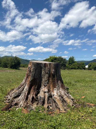 This media file captures a close-up view of a weathered tree stump in a grassy, outdoor setting. The stump, with its rough bark and deeply grooved texture, is the primary subject and occupies the right side of the frame. The background reveals a lush green field that slopes gently upwards, dotted with small white flowers. Beyond the field, a line of dense green trees forms a natural border, with rolling hills visible in the distance. The sky above is a vibrant blue, populated by scattered white, fluffy clouds. A power line is visible stretching across the landscape.
The scene appears to be set in a rural or natural environment, possibly a meadow or hillside. The lighting suggests it is daytime, likely late morning or afternoon, with bright sunlight casting shadows and highlighting the textures of the stump and grass. The weather seems pleasant, with a clear blue sky and clouds indicating fair conditions. There is no visible text in the image. The overall impression is one of a peaceful, natural landscape, with the prominent tree stump serving as a focal point. The image does not contain any people or specific events taking place, focusing instead on the natural elements. The location context suggests this scene is in or near Kamennomostskiy, Russia.