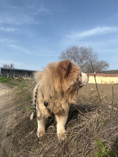 A Golden Retriever wearing a harness is lying on dry grass. The photo is taken from behind the dog, looking towards the sky. In the background, there is a building with an orange roof and a tree without leaves. The location is Sadievo, Bulgaria.