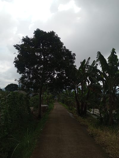 This image depicts a narrow, dark-colored paved pathway extending into the distance under an overcast sky in the city of Kondha, India. A large, deciduous tree with dark foliage stands prominently on the left side of the path in the foreground. Adjacent to its base, a light-colored cylindrical container is visible. Further left, dense green vegetation borders the path, with the roofline of a structure visible beyond it, and distant hills in the background. On the right side of the path, several banana trees with broad, tattered leaves line the edge. Beyond the banana trees, rows of low-lying crops covered with white sheeting are visible in cultivated fields. Two indistinct human figures appear to be walking away from the viewer in the far distance along the path. The overall lighting is dim and diffused, indicative of heavy cloud cover.