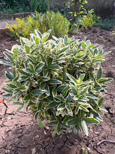 In the city of Суворовское сельское поселение, Ukraine, a variegated shrub with glossy green and white leaves stands in the foreground. The shrub is dense and rounded, with individual leaves ovate and pointed, edged with cream and yellow variegation. The ground surrounding the shrub is dry, cracked earth, with scattered small pebbles and dried plant matter. In the background, a blur of greenery suggests other plants and foliage, with hints of yellow flowers and darker green shrubs. The scene appears to be an outdoor garden setting.