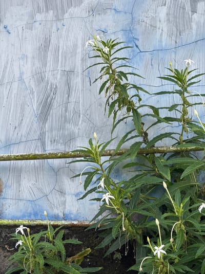 The image shows a plant with white flowers and green leaves growing against a blue and gray textured wall. A horizontal bar, possibly a railing or pipe, covered in moss, runs across the middle of the frame. The wall has a rough, cracked surface with visible brushstrokes. The plant has long, thin petals and is positioned in the foreground. The overall scene appears to be outdoors, likely in a residential or public area. There are no people or animals visible in the image. The location is identified as Kalirancang, Indonesia.