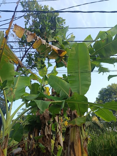This image, captured in Sindangasih, Indonesia, displays a vertical perspective of multiple banana plants under a clear, light blue sky. The foreground and midground are dominated by the robust trunks and large, broad leaves of several banana plants. Many leaves are dark green, while others show signs of browning and tearing, particularly in the upper and middle portions. Multiple black electrical or utility lines traverse horizontally across the upper third of the frame, passing through and above the foliage. In the background, additional green trees are visible, and on the lower right, tall, dense green vegetation, potentially rice or other grasses, is present. A single banana blossom, dark red and purple, hangs partially obscured by leaves in the lower right quadrant. The scene is illuminated by bright, natural daylight. No individuals are visible.