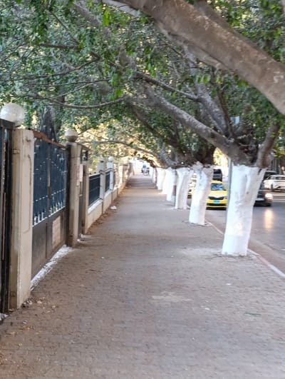 This is a street-level, eye-level, full-shot photograph taken from the side of a sidewalk. The scene depicts a street lined with trees on the right side, their trunks painted white at the base. The sidewalk is paved and appears to be somewhat dusty, with some debris scattered on it. A black metal fence with decorative elements runs along the left side of the sidewalk, with a concrete pillar supporting it at the foreground. Behind the fence, a wall and more trees are visible. On the street, several vehicles are present, including a yellow taxi and other cars. The background shows more trees and buildings, suggesting an urban environment. The lighting suggests it may be late afternoon or early morning, with soft light casting shadows. This scene is identifiable as being located on Jabal al-Nasr street in Nablus, Palestinian Territories, based on the distinctive fence style and the overall appearance of the neighborhood, which is characteristic of that area.
