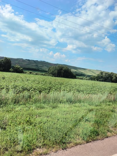This media file depicts a scenic view of a rural landscape under a partly cloudy sky. The scene is dominated by a vast, green field of what appears to be crops, possibly sunflowers, stretching towards rolling, verdant hills in the background. Several trees are scattered throughout the landscape, with a particularly dense cluster near the center-right. Power lines are visible stretching across the top of the frame against the blue sky, suggesting the presence of infrastructure near this natural setting.
The foreground shows a strip of ground that looks like a dirt road or pathway, with some tall grasses and vegetation growing alongside it. The overall impression is one of tranquility and natural beauty. The lighting suggests it is daytime, likely late morning or afternoon, with the sun illuminating the fields and hills. The weather appears pleasant, with a mix of blue sky and fluffy white clouds.
There are no people or explicit human activities visible in the image, focusing entirely on the natural environment. The location is identified as Pokrovka, Russia, which provides a geographical context for this agricultural and hilly terrain. No text is visible in the media file.