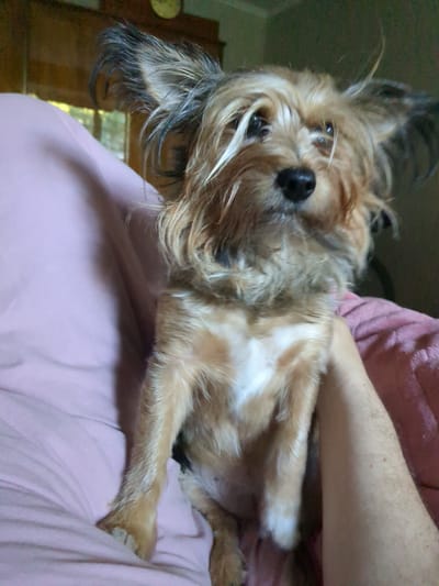 A tan-and-white Yorkshire Terrier is being held by a person's arm, which is visible on the right side of the frame. The dog is positioned facing forward, with its head tilted slightly. Its ears are perked up, and its eyes are looking towards the viewer. The dog has a shaggy coat with lighter tan fur on its face, chest, and paws, and darker tan fur on its back. The person's arm is covered in light brown hair. The dog is resting against a person's body, which is covered in a soft, pink fabric. The background is out of focus and appears to be an indoor setting with a window to the left, showing some greenery outside and a wooden structure. The scene is captured in a close-up shot. The image is not located in Boryspil, Ukraine.