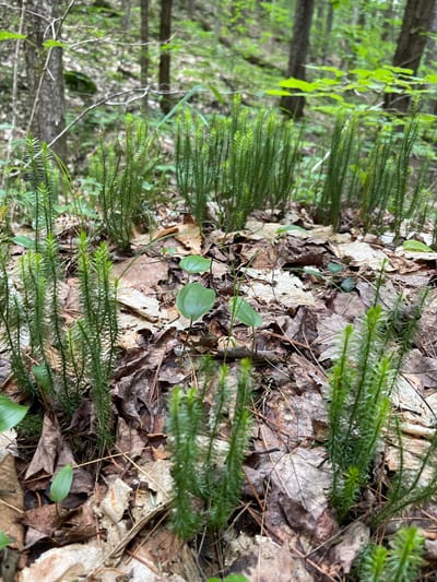 In the city of Greig, United States, the image captures a close-up view of the forest floor, teeming with various plant life. In the foreground, several clusters of tall, slender green plants with needle-like leaves emerge from a thick layer of fallen brown leaves and pine needles. These plants are densely packed, creating a textured carpet on the forest floor. Scattered amongst the fallen leaves are a few small, heart-shaped green leaves from other plants. The background reveals a blurred depiction of a forest with trees and dappled sunlight filtering through the canopy, suggesting an outdoor, natural environment. There are no people or animals visible in the image.