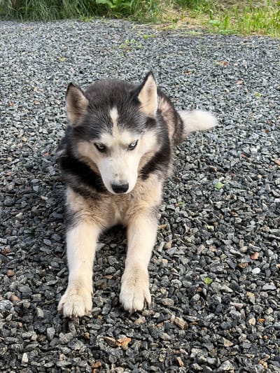 A Siberian Husky lies on a gravel surface in Severka, Russia. The dog is black and white with striking blue eyes and is facing the camera. Behind the dog, out of focus, is green vegetation. The ground is covered in small, dark grey and brown pebbles.