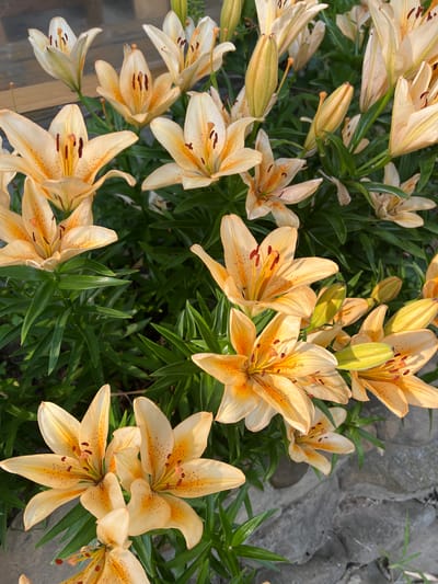 The image shows a close-up, overhead view of a cluster of peach-colored lilies with speckled petals and dark stamens, growing amongst lush green foliage. Several lilies are in full bloom, displaying their characteristic six petals, while others are still in bud formation, with elongated, light green casings. The flowers are arranged in a dense grouping, with some petals overlapping. The lighting suggests it is daytime, with sunlight casting soft shadows on the petals and leaves. In the upper right corner of the image, there's a textured background of large, grey stones, possibly part of a garden border or pathway, with a few blades of grass emerging between them. The overall scene evokes a sense of natural beauty and tranquility, likely captured in a garden setting. The location is identified as Ust-Chorna, Ukraine. There is no visible text in the image.
